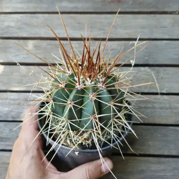 Melocactus longispinus (Coroa de Frade - vaso11)