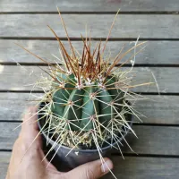 Melocactus longispinus (Coroa de Frade - vaso11)