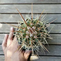 Melocactus longispinus (Coroa de Frade - vaso11) - Foto 2
