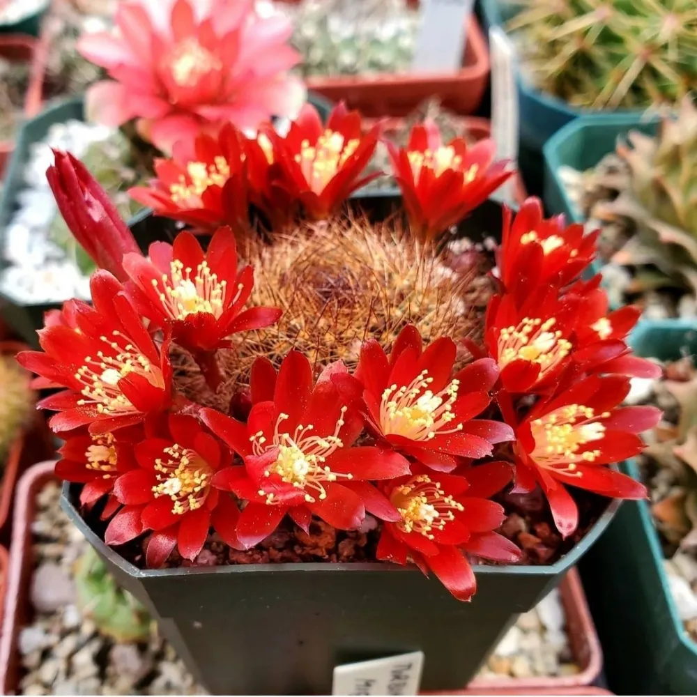 Rebutia fulviseta (Aylostera fulviseta - vaso7) Imagem