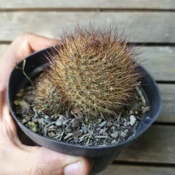 Rebutia fulviseta (Aylostera fulviseta - vaso7) - Foto 2