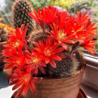 Rebutia fulviseta (Aylostera fulviseta - vaso7) - Foto 3