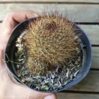 Rebutia fulviseta (Aylostera fulviseta - vaso7) - Foto 4