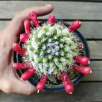 Mammillaria mammillaris (vaso11)