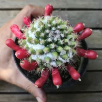 Mammillaria mammillaris (vaso11) - Foto 2