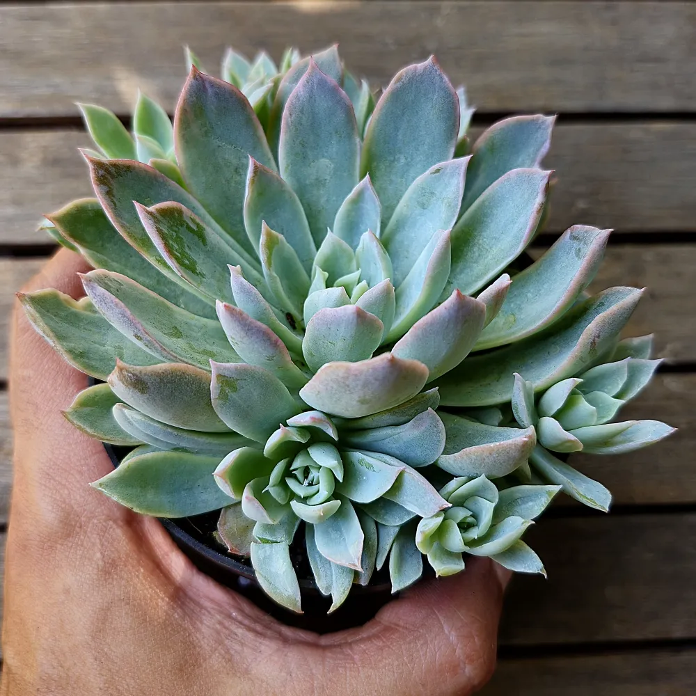 Echeveria 