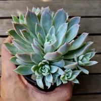 Echeveria 'Violet Queen' (colônia - vaso11)