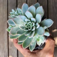 Echeveria 'Violet Queen' (colônia - vaso11) - Foto 2