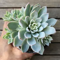 Echeveria 'Violet Queen' (colônia - vaso11) - Foto 3