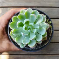Echeveria 'Amistar' variegata (unica - vaso11) - Foto 2