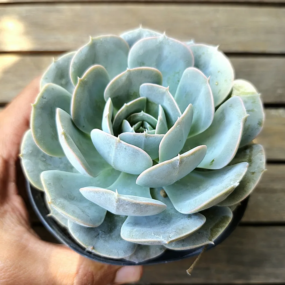 Echeveria 'Grey Prince' (vaso11) Imagem
