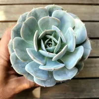 Echeveria 'Grey Prince' (vaso11) - Foto 2