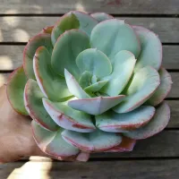 Echeveria 'Gila' híbrida (vaso11)