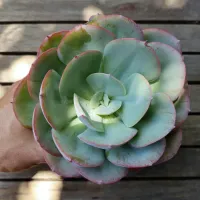 Echeveria 'Gila' híbrida (vaso11) - Foto 2