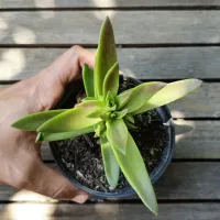 Crassula thyrsiflora (vaso11)
