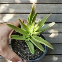 Crassula thyrsiflora (vaso11) - Foto 2