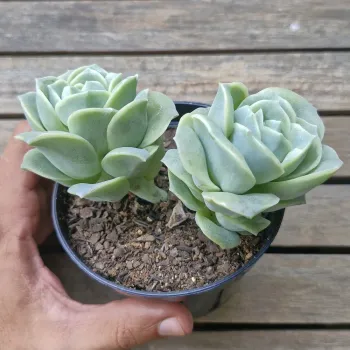 Graptoveria 