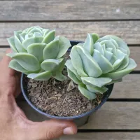 Graptoveria 'Lovely Rose'  (2 rosetas - vaso11)
