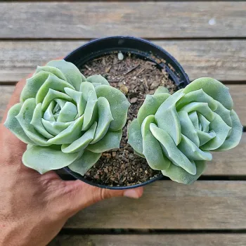 Graptoveria 'Lovely Rose'  (2 rosetas - vaso11) - Foto 2