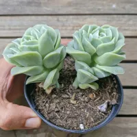 Graptoveria 'Lovely Rose'  (2 rosetas - vaso11) - Foto 3