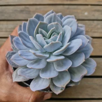 Echeveria Caly Argentea (híbrida laui - vaso11) - Foto 2