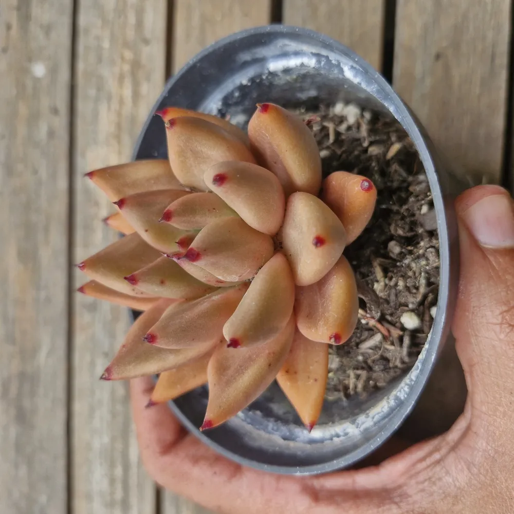 Echeveria híbrida 
