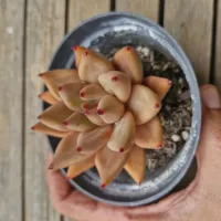 Echeveria híbrida 'Romeo' (vaso11) - Foto 2