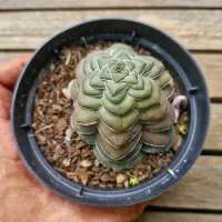 Crassula hemisphaerica (vaso11)