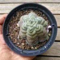 Crassula hemisphaerica (vaso11) - Foto 2