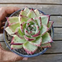 Echeveria agavoides 'Ebony' pintada (vaso11)