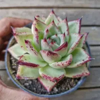 Echeveria agavoides 'Ebony' pintada (vaso11) - Foto 2