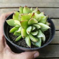 Echeveria agavoides 'Red Tips' variegata (vaso11)