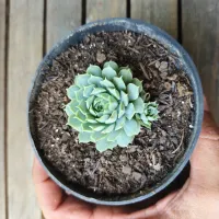 Echeveria 'Red Hole' (vaso9)
