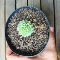 Echeveria 'Red Hole' (vaso9) - Foto 2