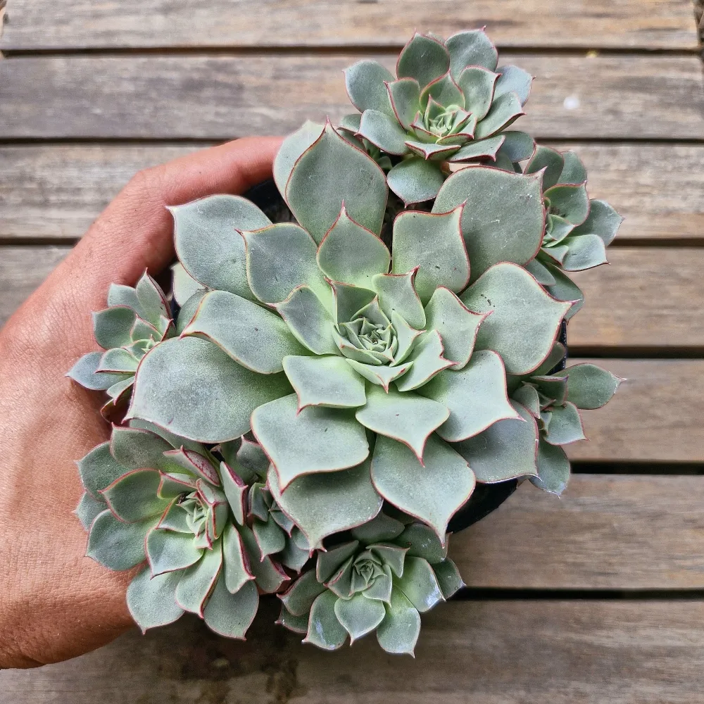 Echeveria longissima (colônia - vaso11)