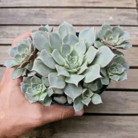 Echeveria longissima (colônia - vaso11) - Foto 2