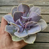 Echeveria 'Trompette' ('Valkyrie' - vaso9)