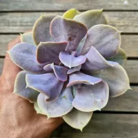 Echeveria 'Trompette' ('Valkyrie' - vaso9) - Foto 2