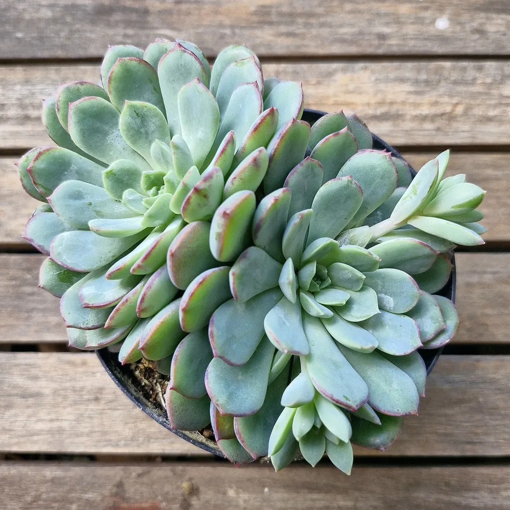 Echeveria híbrida azul borda rosa (unica - vaso11)