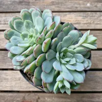 Echeveria híbrida azul borda rosa (unica - vaso11)