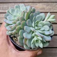 Echeveria híbrida azul borda rosa (unica - vaso11) - Foto 2