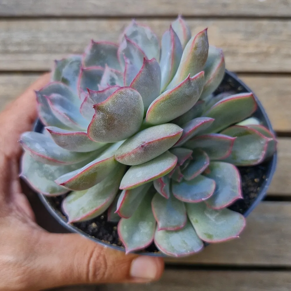 Echeveria 