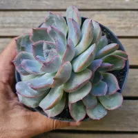 Echeveria 'Shira' (dupla - vaso11) - Foto 2
