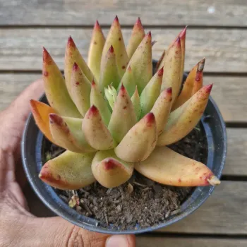 Echeveria agavoides híbrida folha fina pontas vermelhas (vaso11)