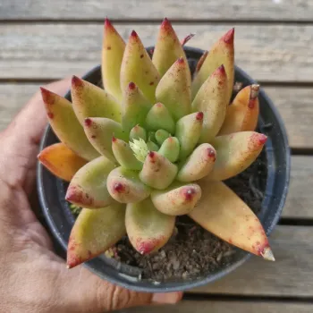 Echeveria agavoides híbrida folha fina pontas vermelhas (vaso11) - Foto 2