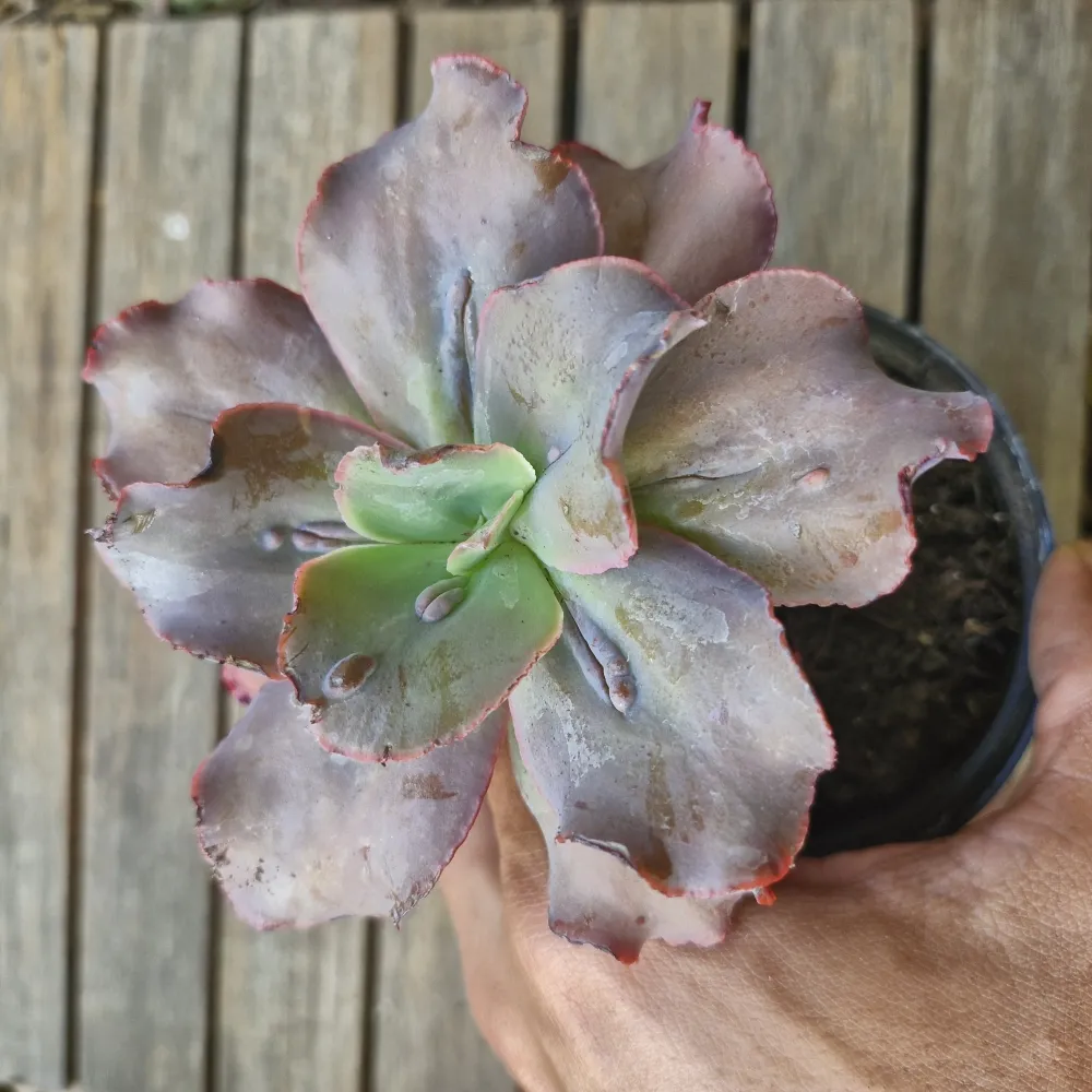 Echeveria gibbiflora roxa com caruncula (unica - vaso11)