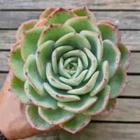 Echeveria híbrida 'Falsa Nubia' (unica - vaso11) - Foto 2