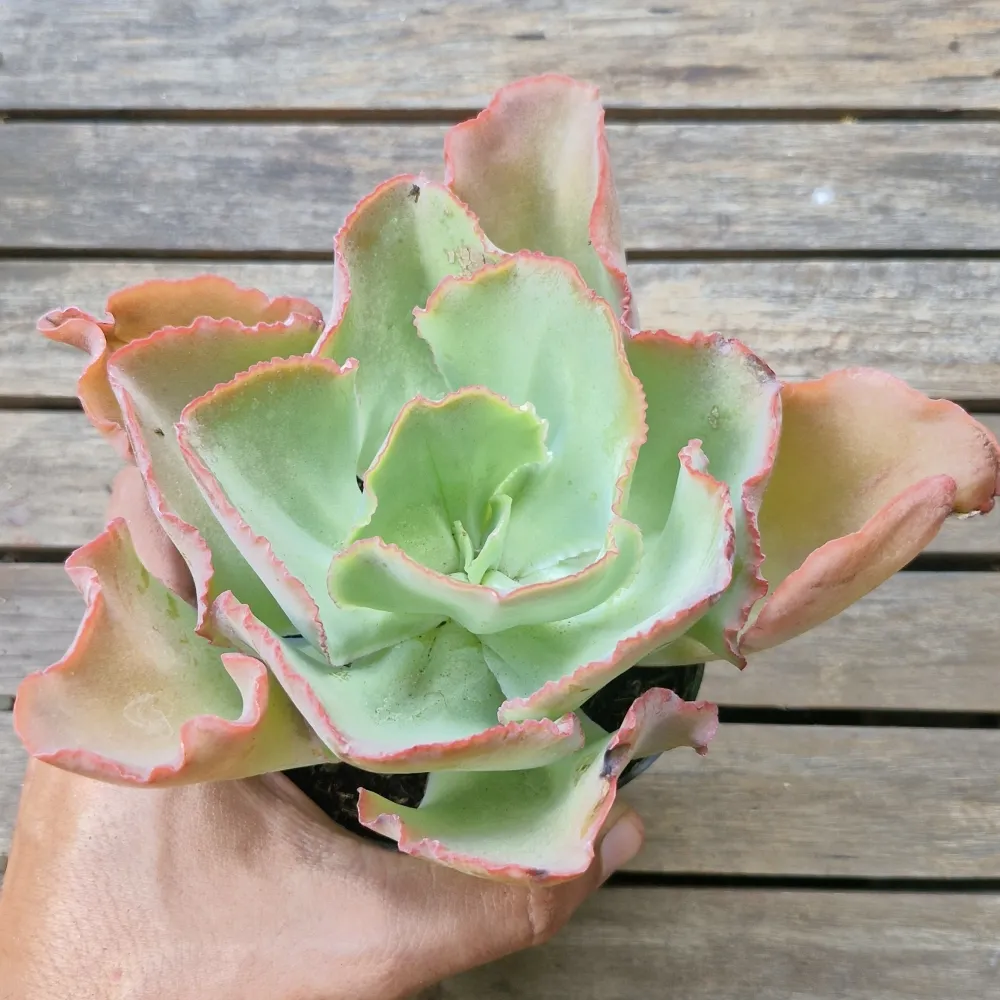 Echeveria híbrida 