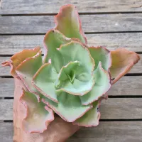 Echeveria híbrida 'Aquarius Orange' (vaso11) - Foto 2