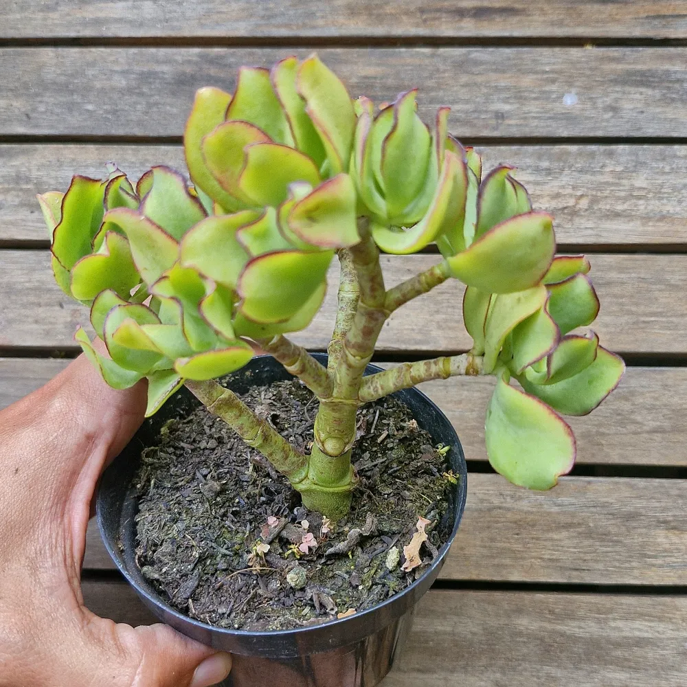 Crassula arborescens (arvorezinha - vaso11)